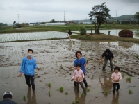 田植え